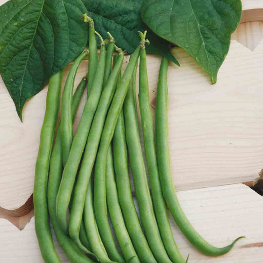 STRINGLESS DWARF BEAN AUTAN FILET NT