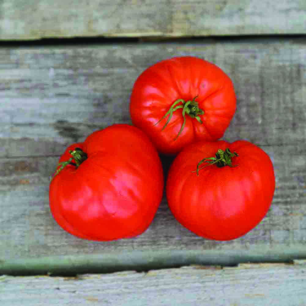 TOMATE CŒUR DE BŒUF GEANT REIF RED AB