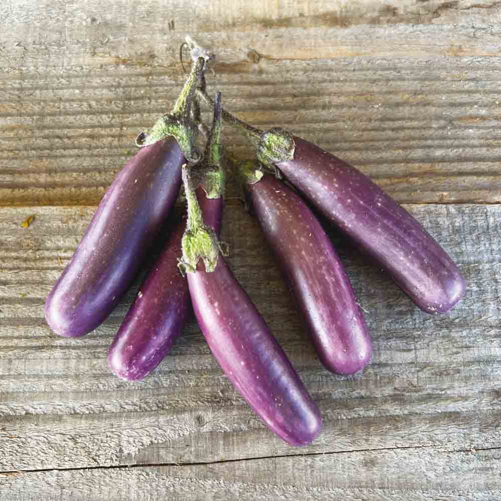 AUBERGINE PUSA PURPLE CLUSTER AB