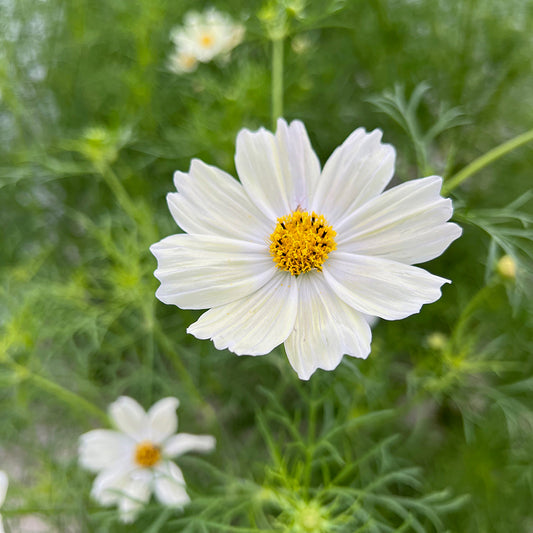 COSMOS JAPANESE KIIRO AB