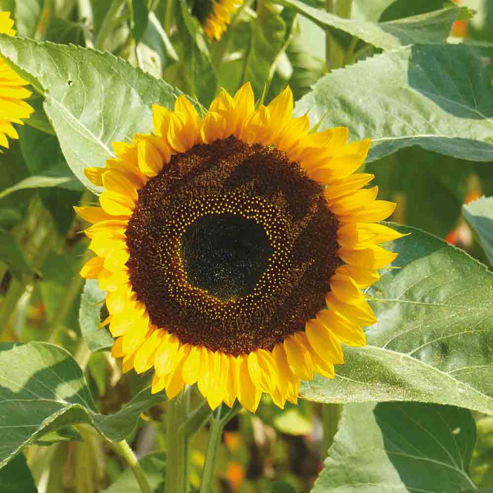 SUNFLOWER TAIYO AB