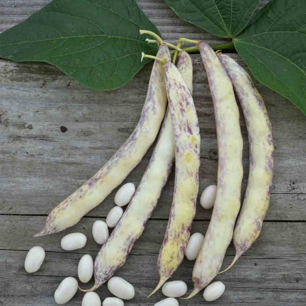 PONT L'ABBE DWARF BEAN KIDNEY FOR SHELLING NT