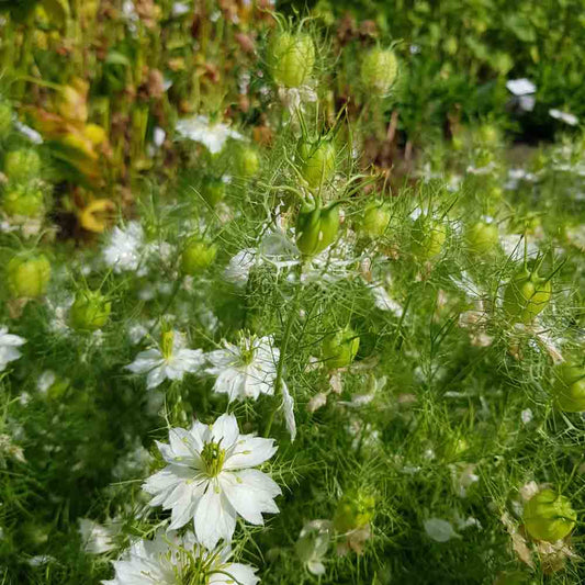 NIGELLA VON DAMASKUS MIT GRÜNER KAPSEL AB