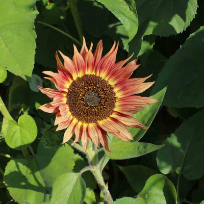 TOURNESOL AUTUMN BEAUTY   AB - PLANT