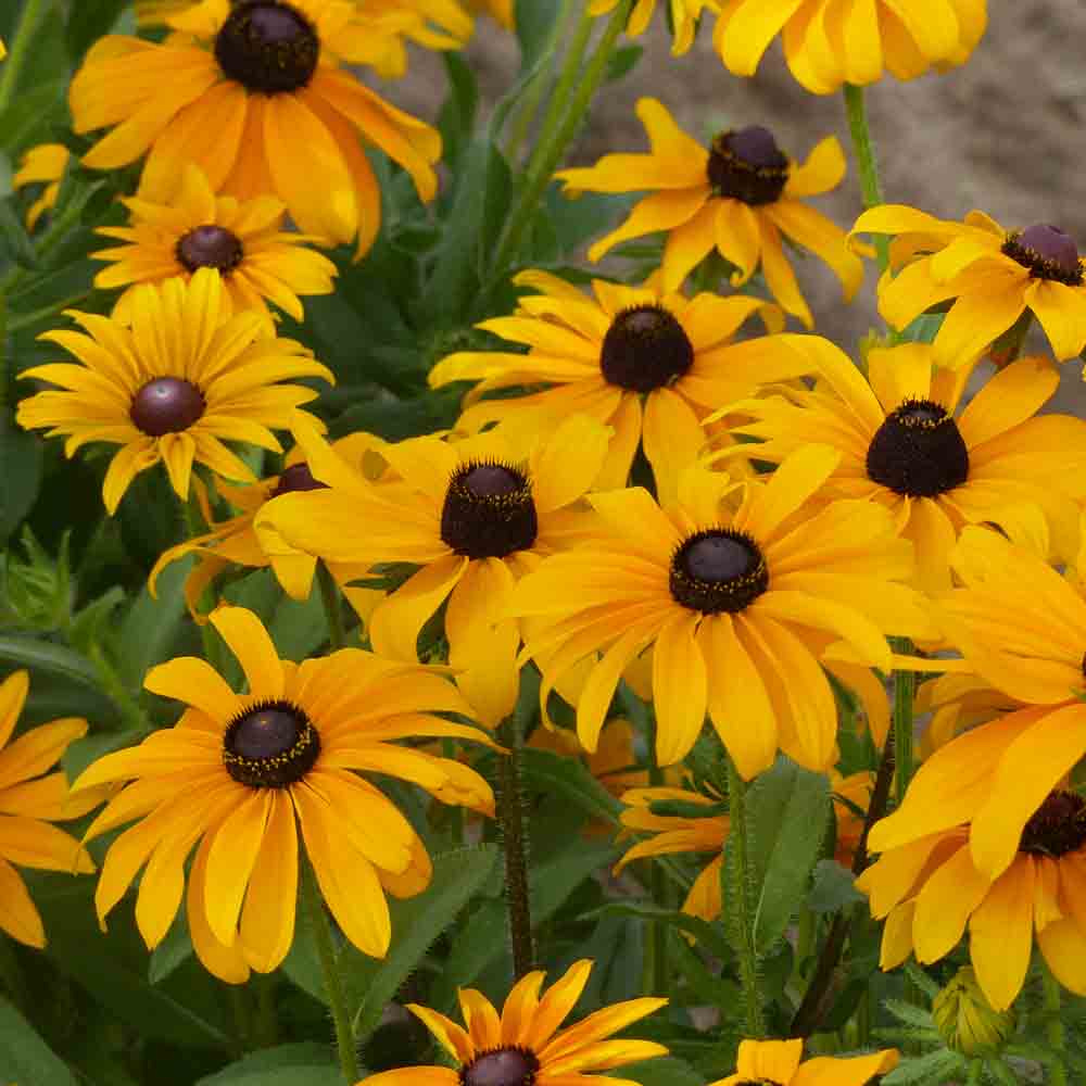 RUDBECKIA MARMELADE AB