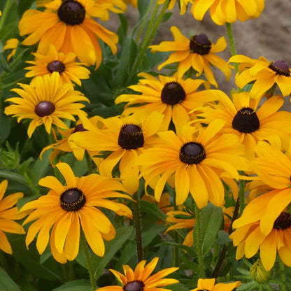 RUDBECKIA MARMELADE AB - PLANT