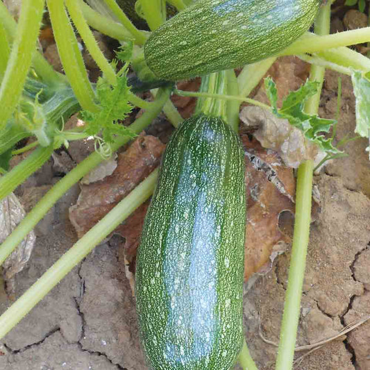 COURGETTE VERTE PETITE D'ALGER AB