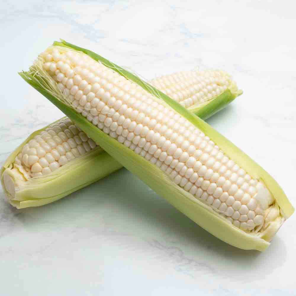 STOWELL'S EVERGREEN AB WHITE SWEET CORN