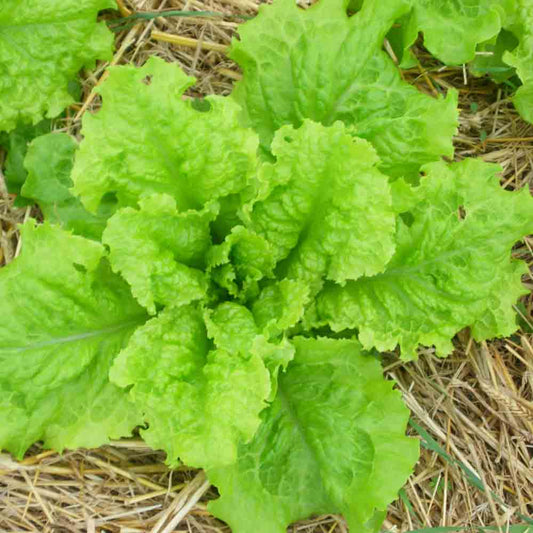 AUSTRALIAN LEAF LETTUCE AB