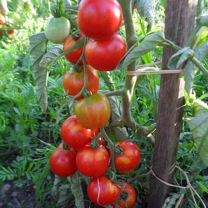 TOMATE GLACIER AB