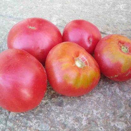 TOMATE GREGORY ALTAI AB