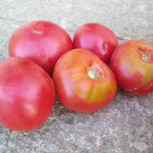 TOMATE GREGORY ALTAI AB