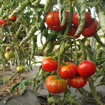 TOMATE ROUGE DE NAMUR AB