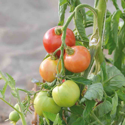 TOMATE MONDA MONTFAVET AB