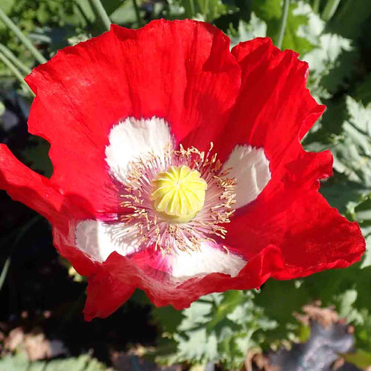 POPPY DANISH FLAG AB