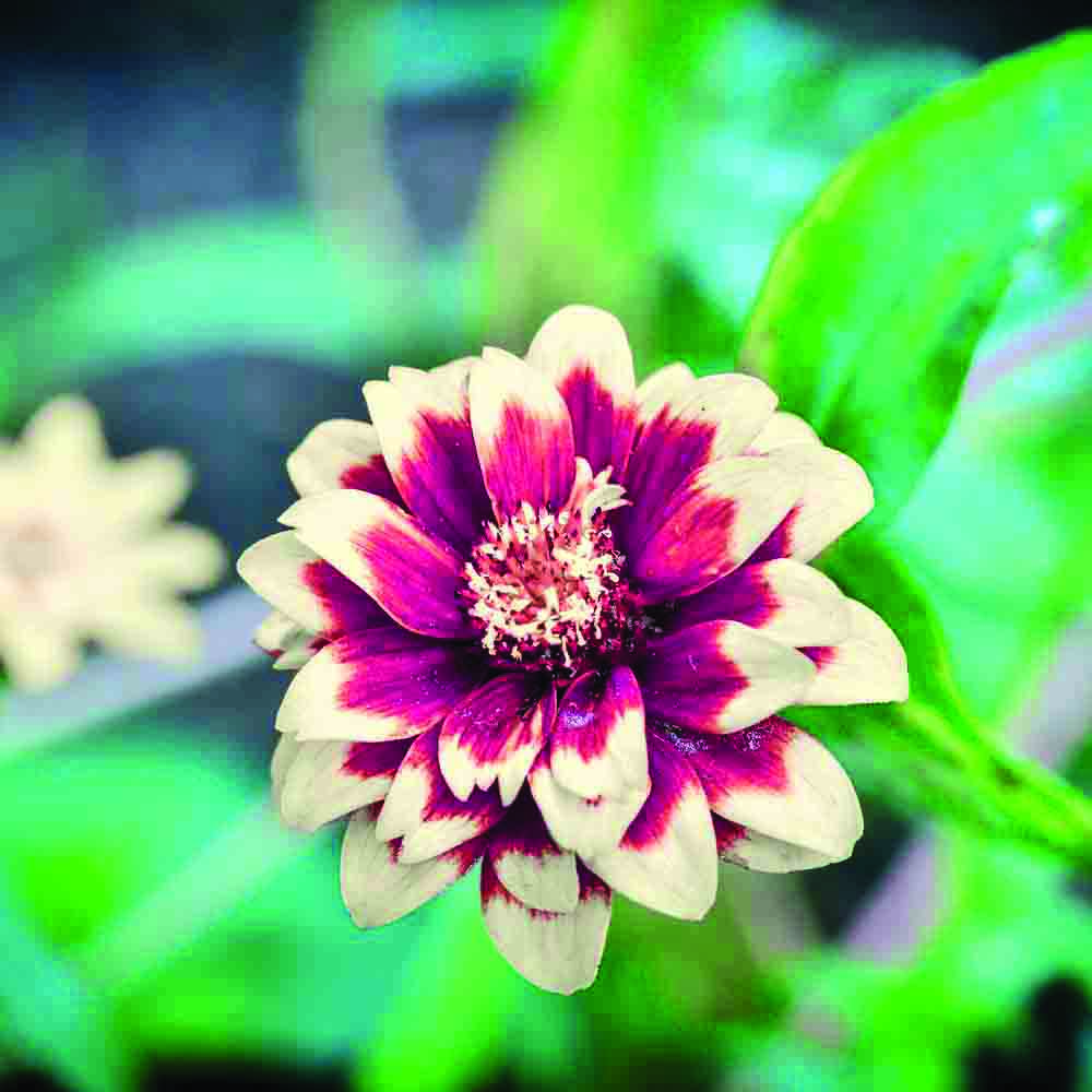 ZINNIA MAZURKIA AB