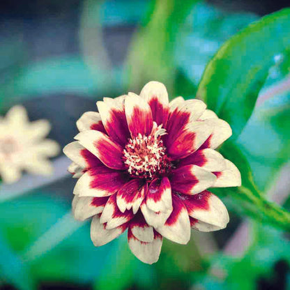 ZINNIA MAZURKIA  AB - PLANT