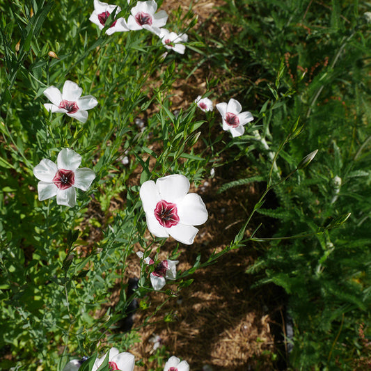 ANNUAL FLAX BRIGHT EYES AB