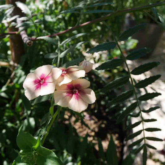 PHLOX CHERRY CARAMEL AB