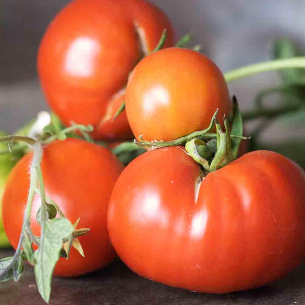 TOMATE TRIOMPHE DE LIEGE AB