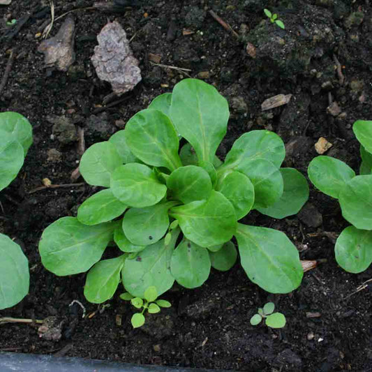 MACHE VERTE A CŒUR PLEIN 2 AB