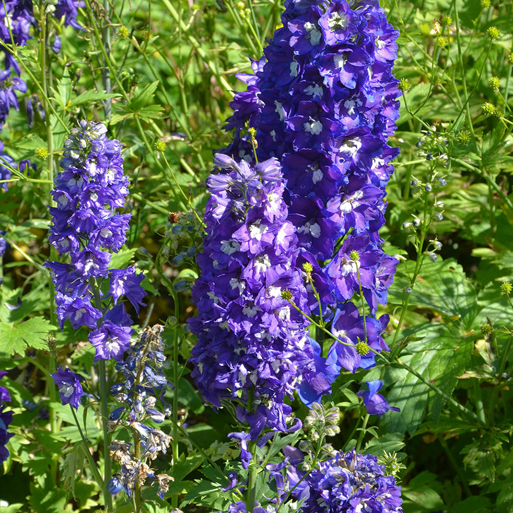 PIED D’ALOUETTE GEANT BLEU AB