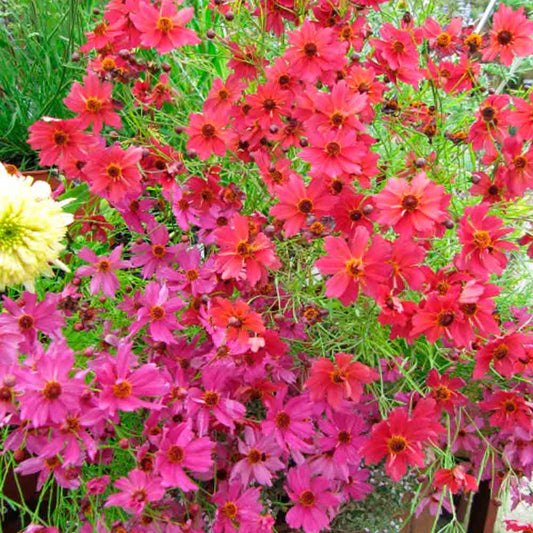 COREOPSIS RUBY RED AB