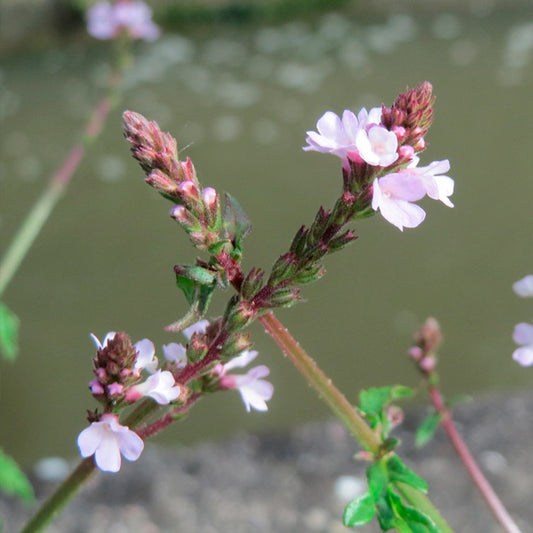 VERVEINE OFFICINALE AB