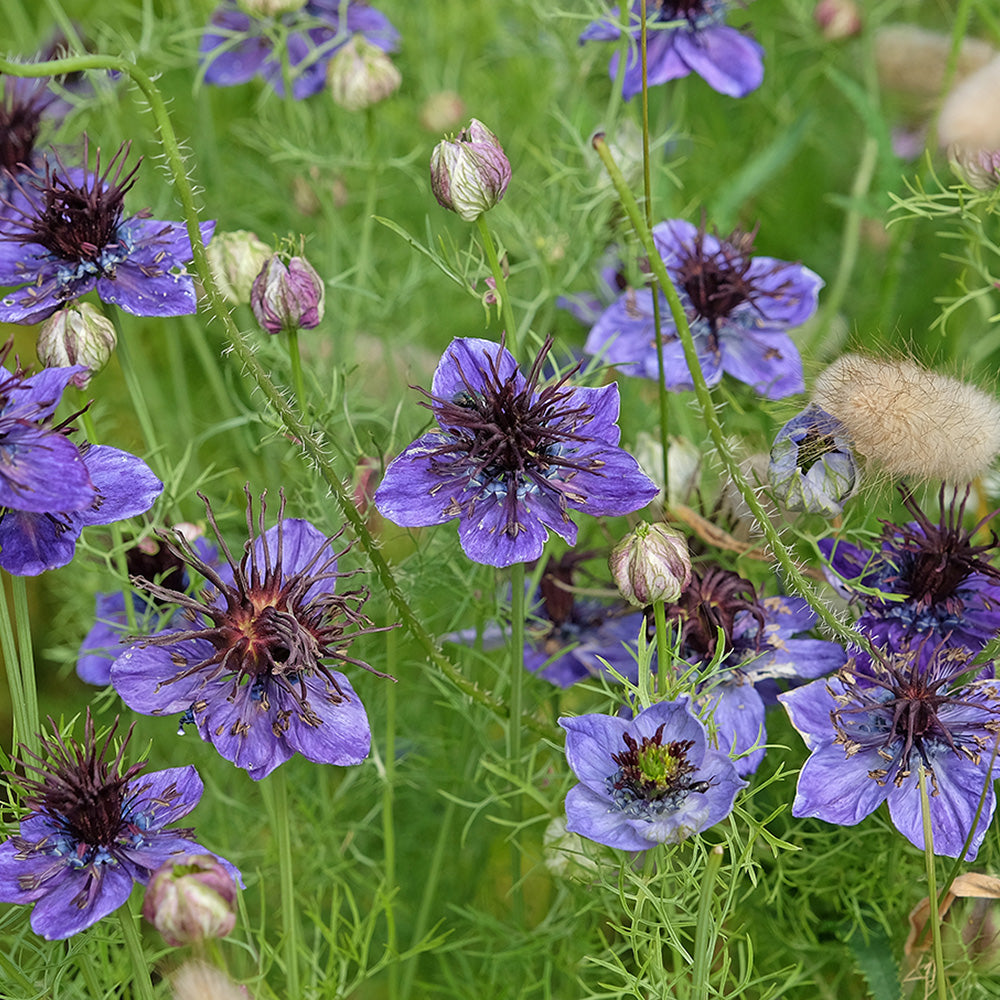 NIGELLE D´ESPAGNE BLEUE AB