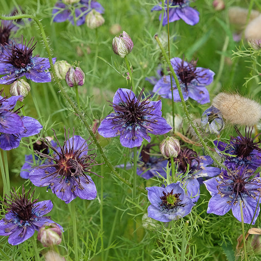 NIGELLA VON SPANIEN BLAU AB