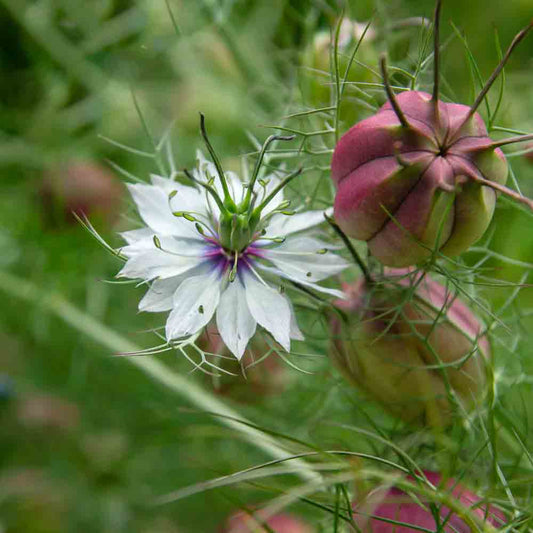 WEISSE DAMASKUS NIGELLA MIT ROTER KAPSEL AB