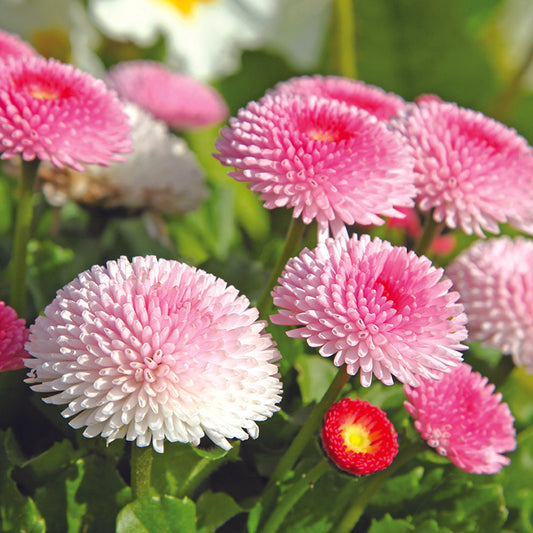 PAQUERETTE POMPONETTE VARIIERT AB