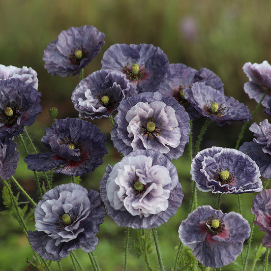 AMAZING GREY AB POPPY