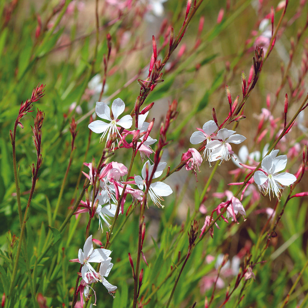 GAURA AB