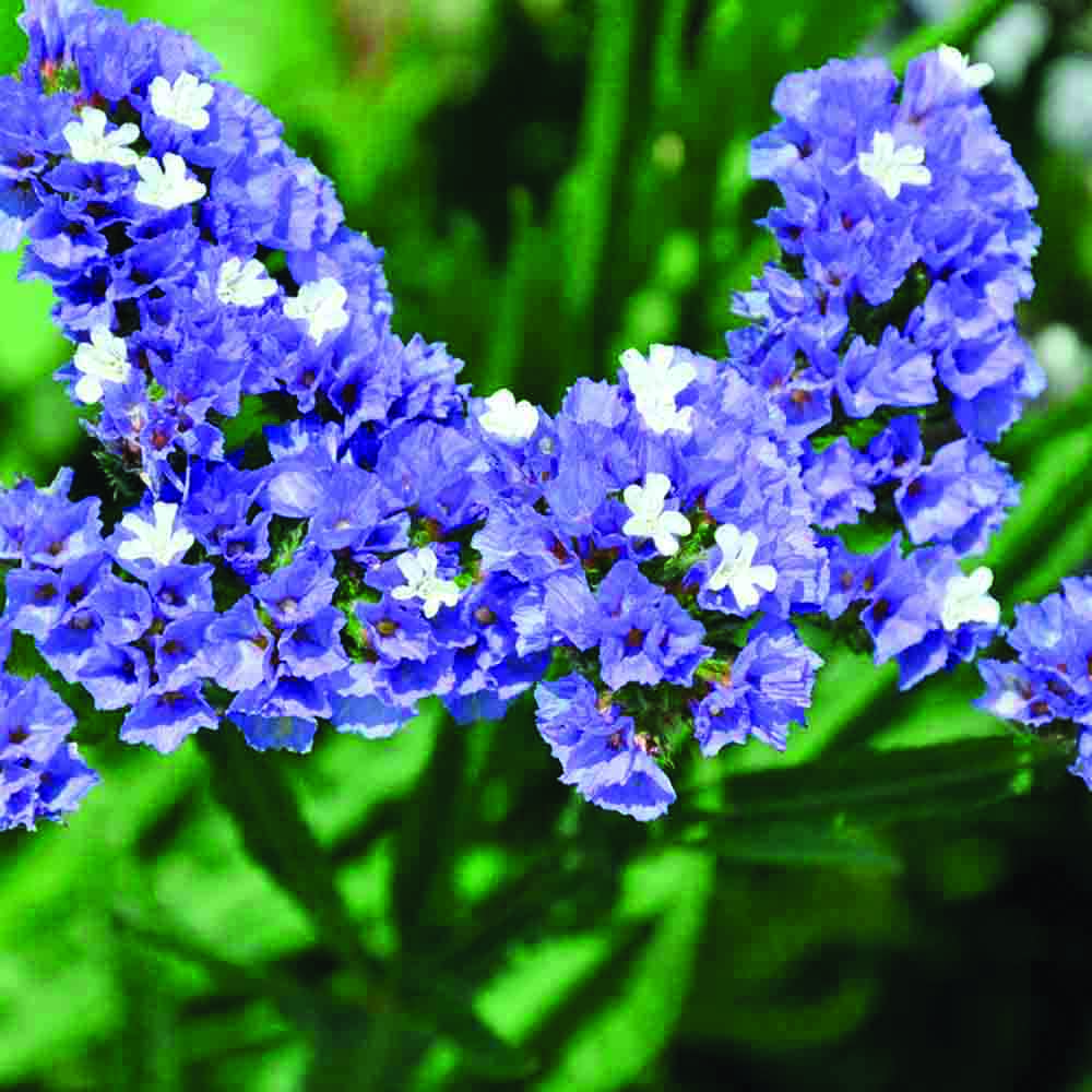 LIMONIUM OU STATICE PASTEL EN MELANGE AB