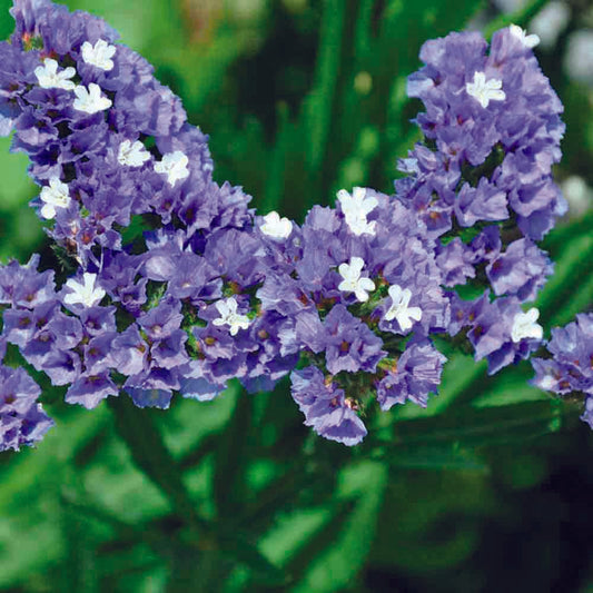 LIMONIUM OR STATICE PASTEL IN AB MIXTURE