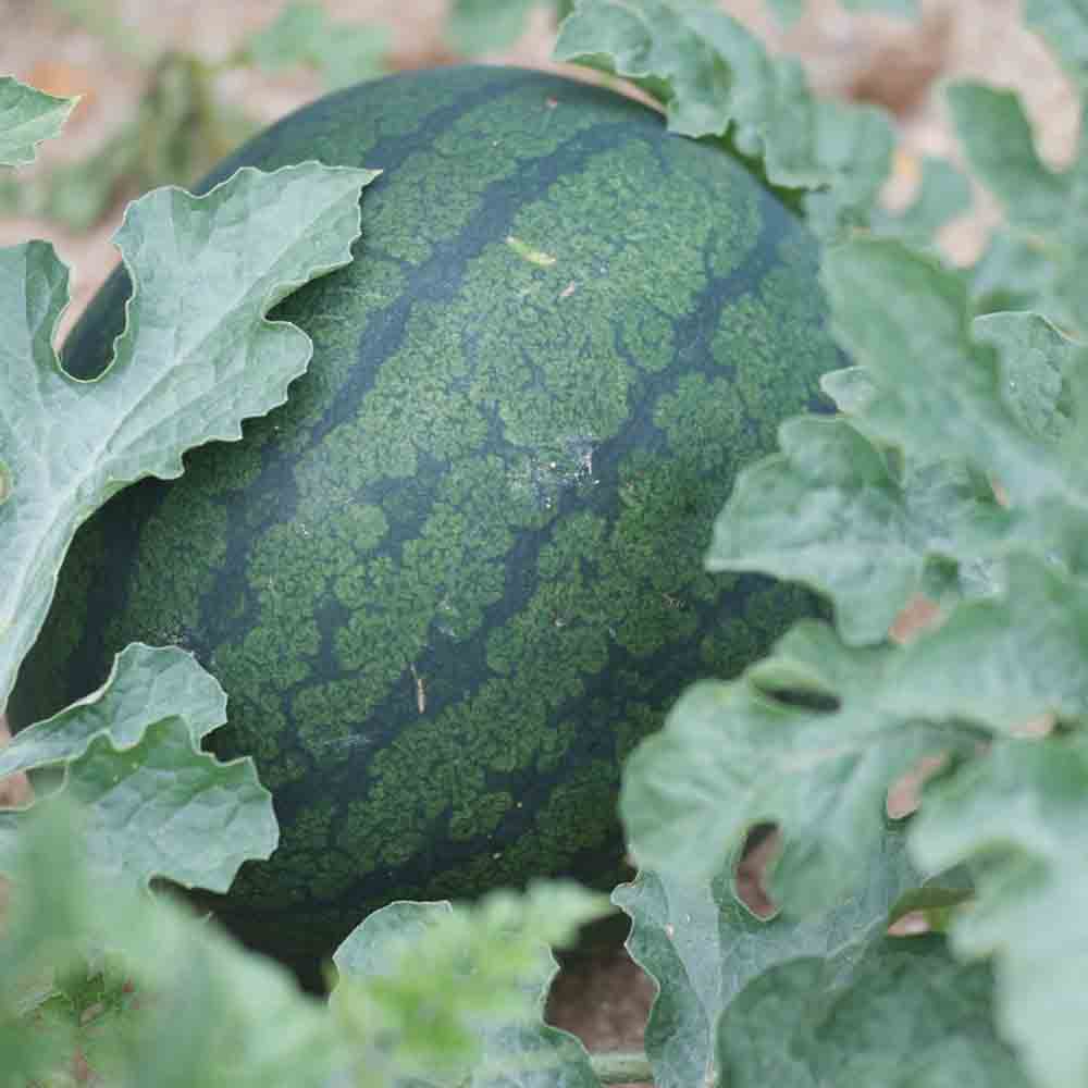 WATERMELON SUGAR BABY THE MILL GARDEN AB