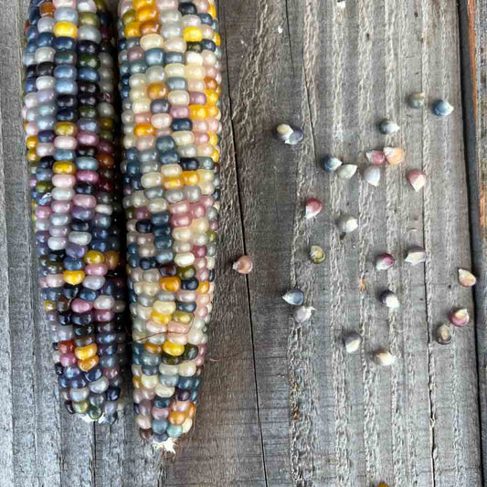 MAIS-POPCORN-GLAS GEM LE JARDIN DU MOULIN AB