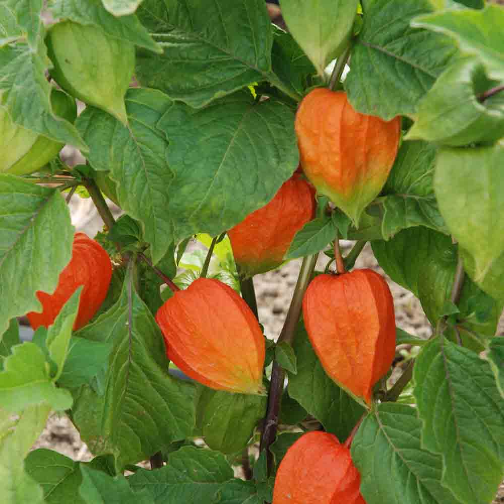 PHYSALIS LE JARDIN DU MOULIN AB