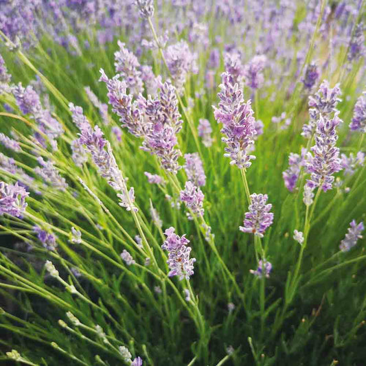 LAVENDEL ASPI AB