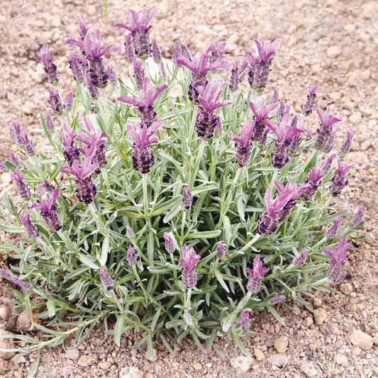 SCHMETTERLING LAVENDEL AB