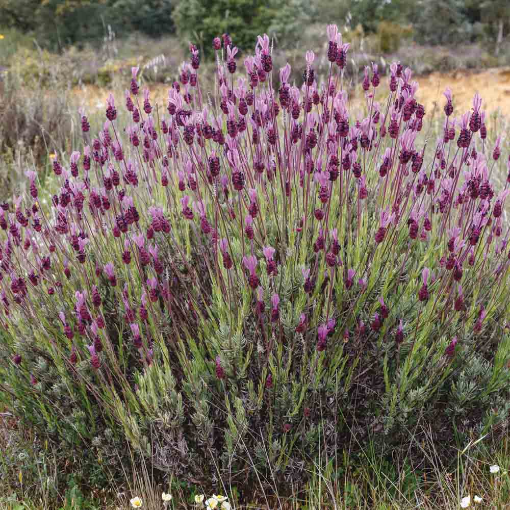 LAVENDER STEM AB