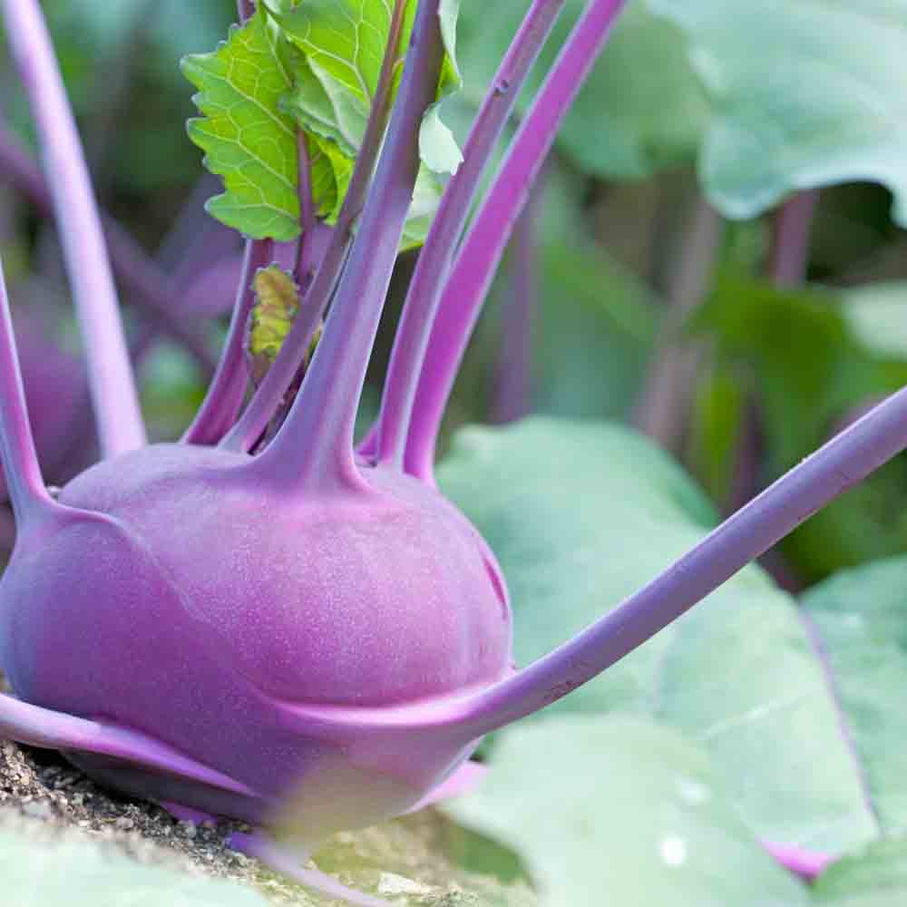 Kohlrabi DELIKATESS BLAUER AB