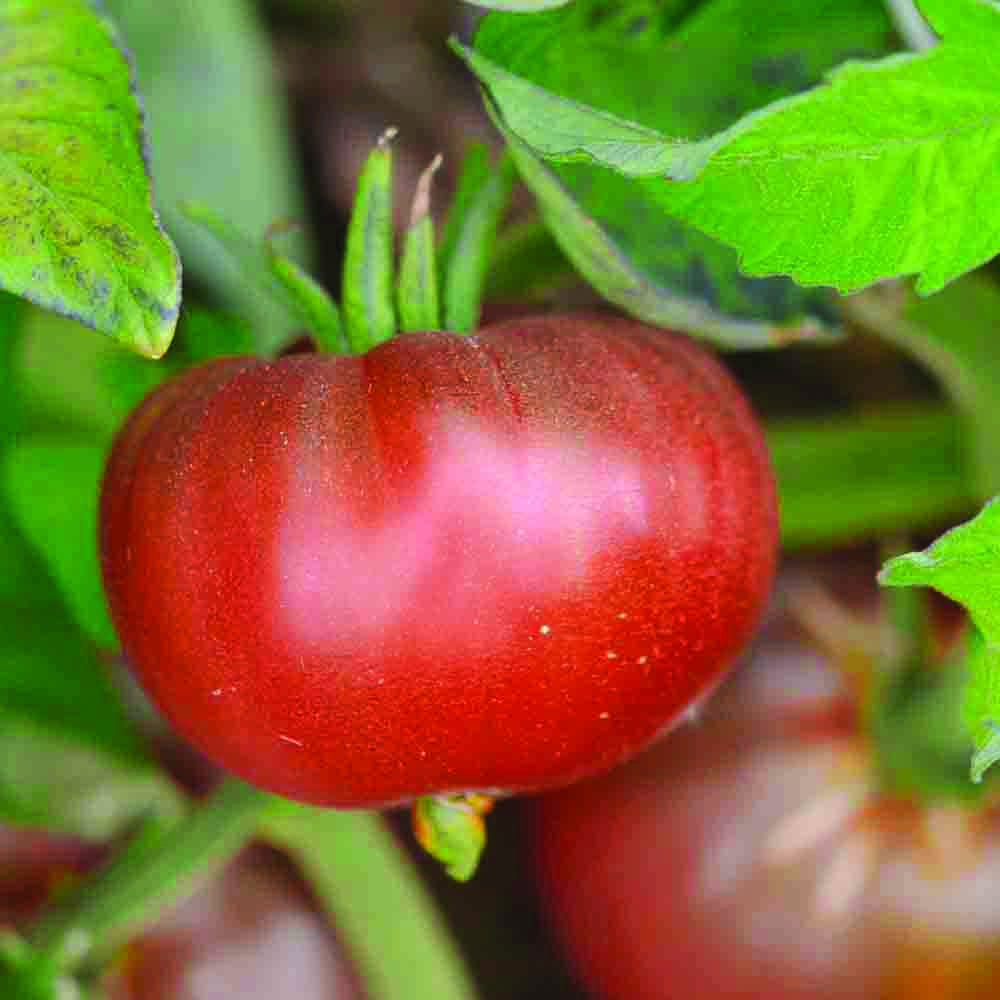 TOMATE BLACK ETHIOPIAN AB