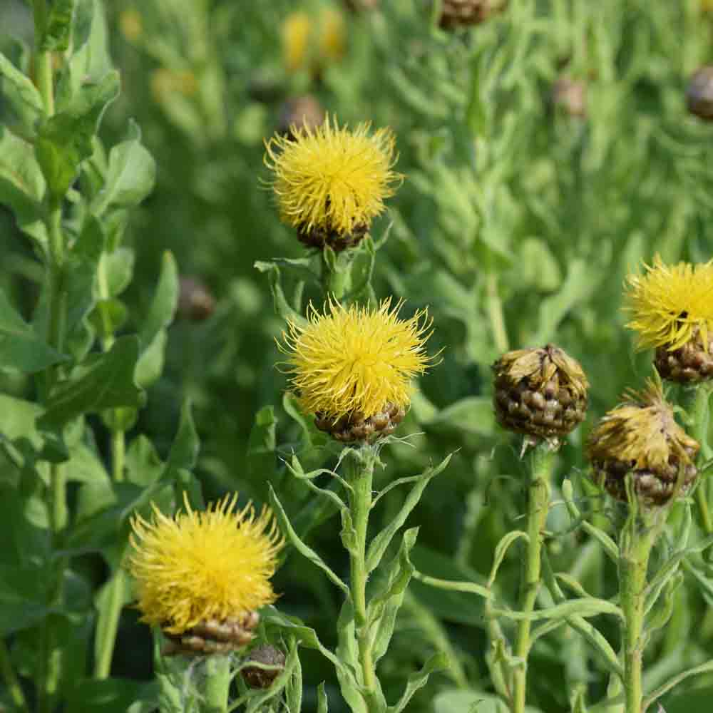 GROSSKOPFIGES CENTAURY AB