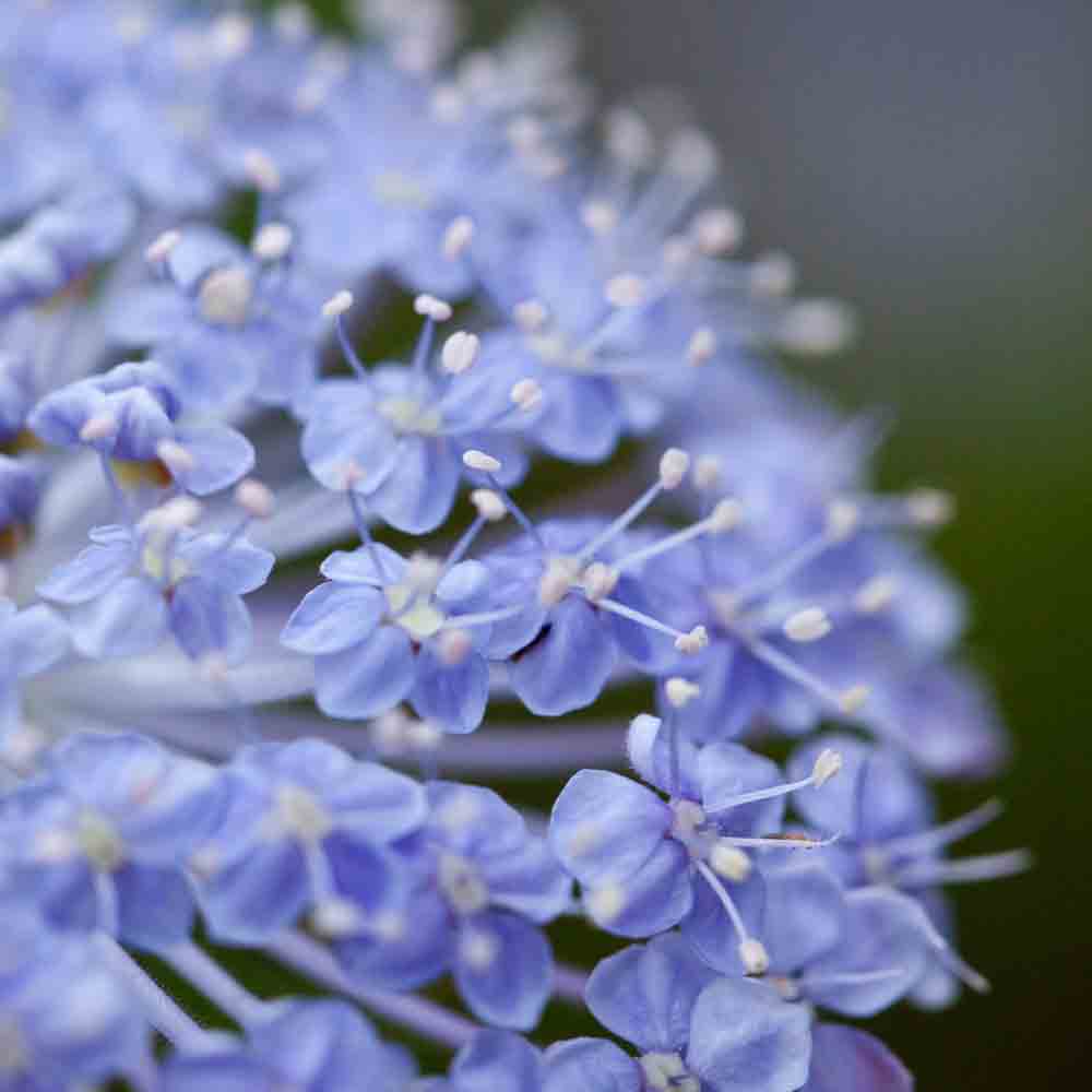 TRACHYMENE LACYBLUE AB