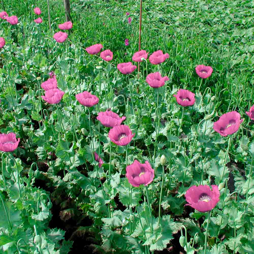 PAVOT PLANETE ROUGE DU JURA AB