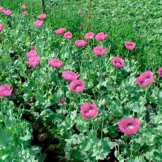 POPPY PLANET RED OF JURA AB