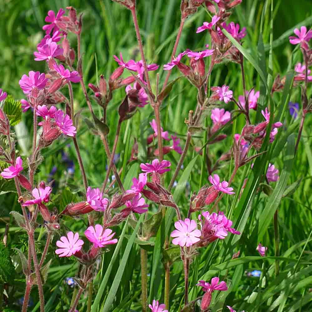 COMPAGNON ROUGE OU SILENE DIOIQUE AB