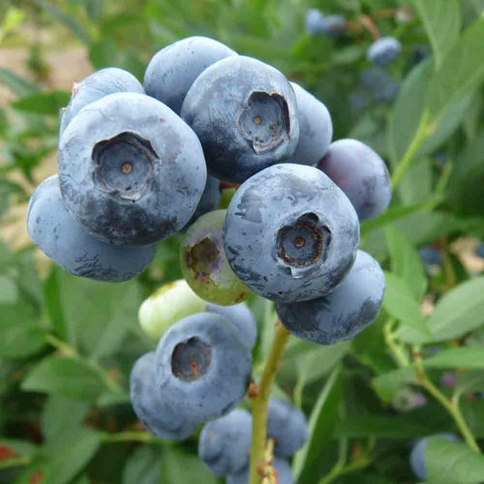 BLUEBERRY SHRUB AB